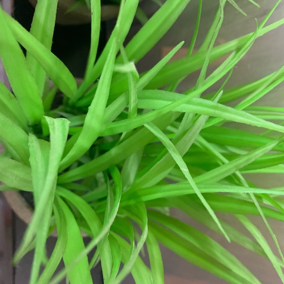 Set of Two Artificial Plants in Ceramic Pots. Grass or Lilly - Picture 4 of 8